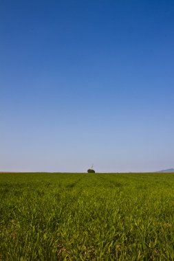 Bleuer Himmel und grüne Wiese