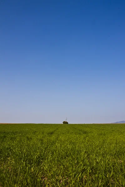Bleuer Himmel und grüne Wiese — Stock Photo, Image