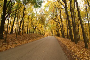 Golden Autumn Drive clipart