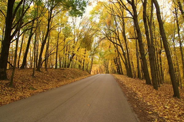 Golden Autumn Drive Obraz Stockowy