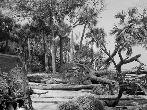 Playa de la isla de caza después del huracán — Foto de Stock