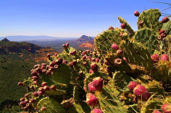 Kaktus widok sedona Canyon — Zdjęcie stockowe