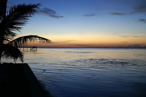 Pine island efter solnedgången Stockbild