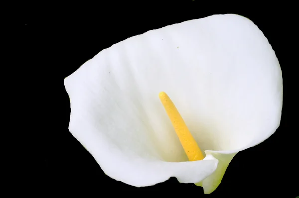 Bílá lilie na černém pozadí — Stock fotografie