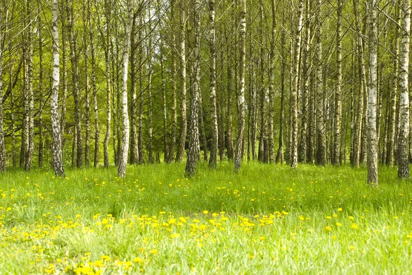 Birch grove and dandelions — Stock Photo, Image