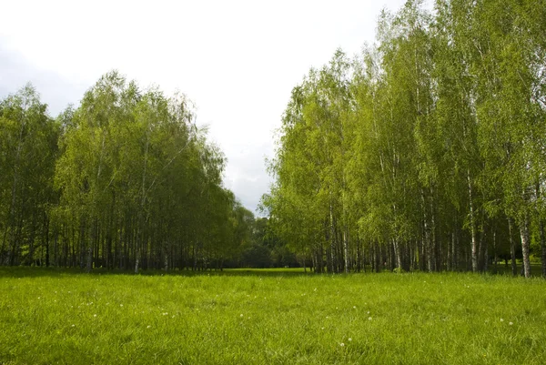 Grøn eng og birk - Stock-foto