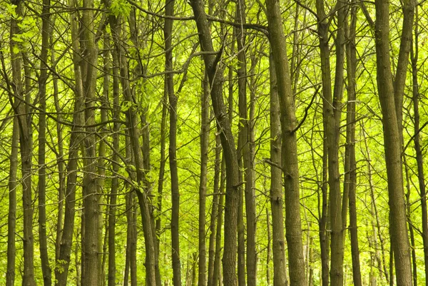 Stämme und Äste von Bäumen — Stockfoto