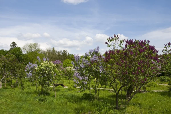 Arbustos lila en el Parque Fotos de stock