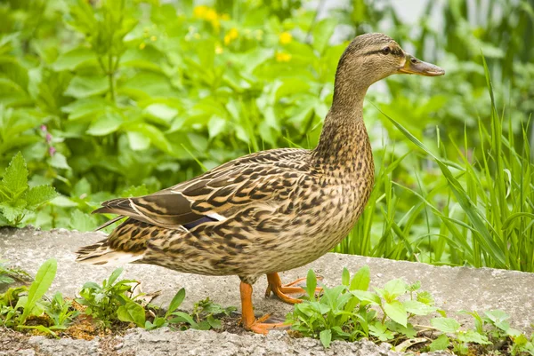 stock image Wild duck