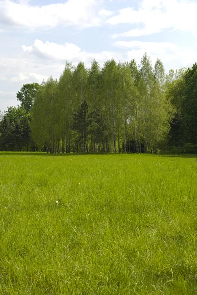 Meadow and birch grove — Stock Photo, Image