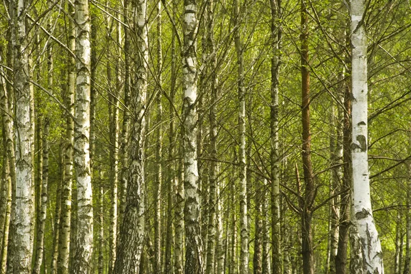 Trunks of birches — Stock Photo, Image
