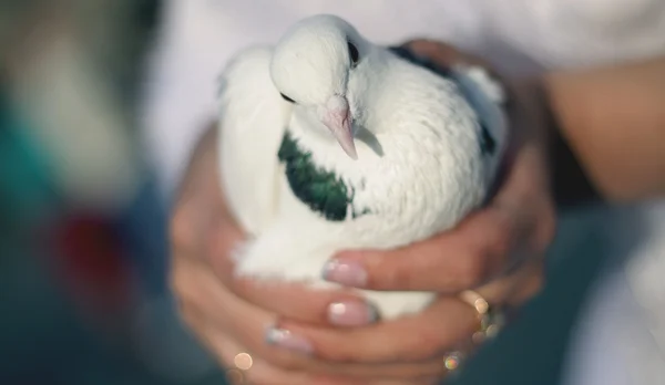 stock image Wedding pigeon