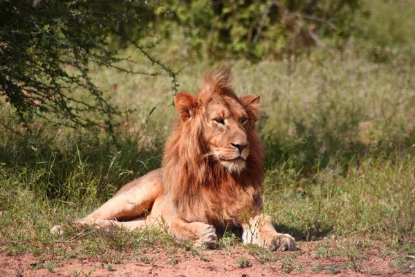 雄のライオン ストック写真