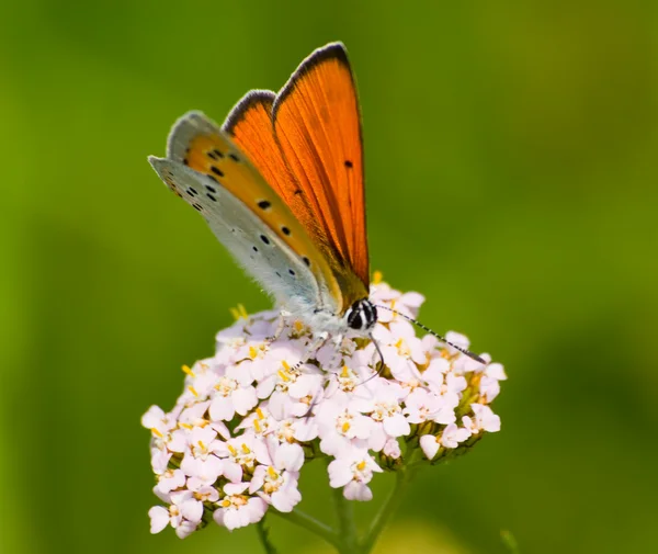Lycaena motýl Royalty Free Stock Fotografie