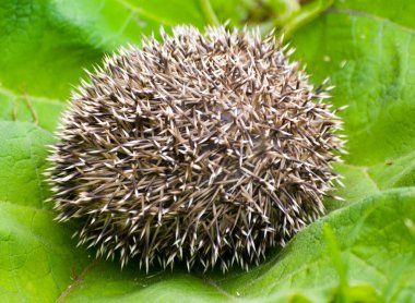 Hedgehog curtailed a ball clipart