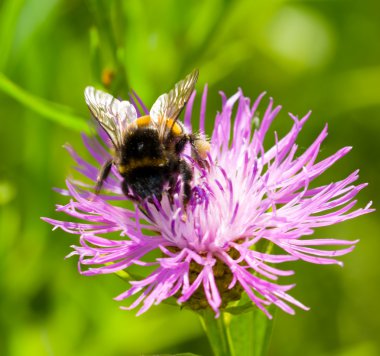 thistle çiçek üzerinde genç arı