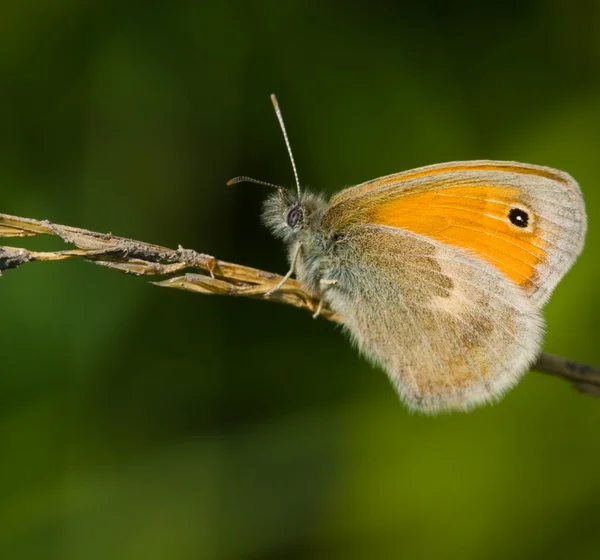 Motýl coenonympha pamphilus — Stock fotografie