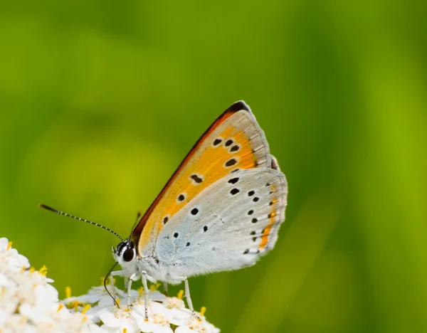 Vlinder lycaena — Stockfoto