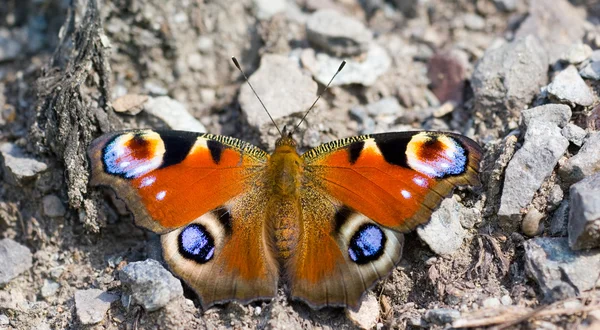 Butterfly inachis io op rock — Stockfoto