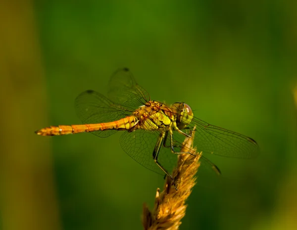 Zlatá vážka na stéblo trávy Stock Fotografie