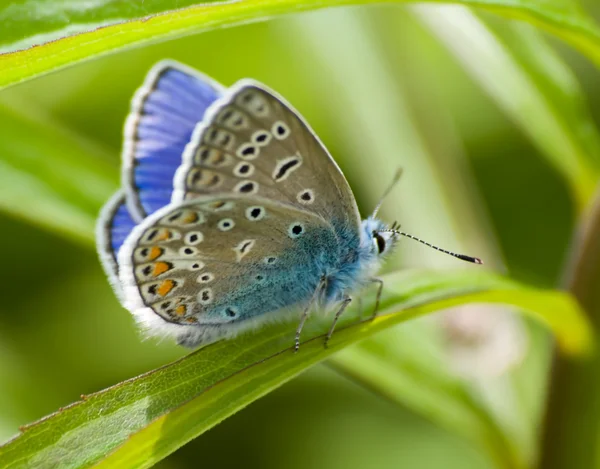 Motýl lycaenidae Stock Obrázky