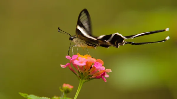 Lamproptera curius borboleta e flor — Fotografia de Stock