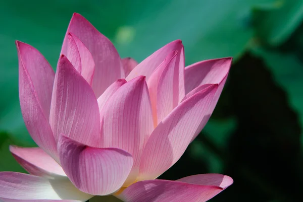 stock image Beautiful Lotus Flower