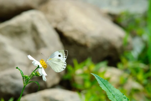 Меланітіс ЛЕДА метелик — стокове фото