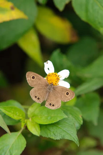 Melanite leda borboleta — Fotografia de Stock