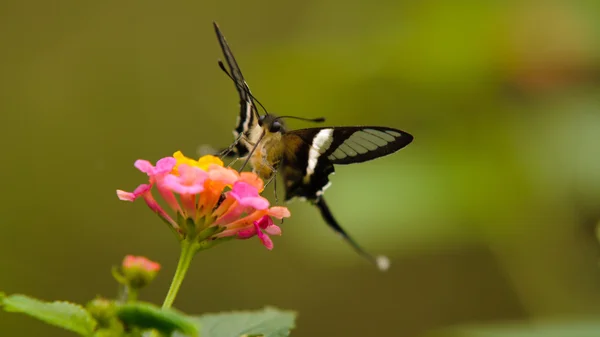 Lamproptera Kurion motyl i kwiaty — Zdjęcie stockowe