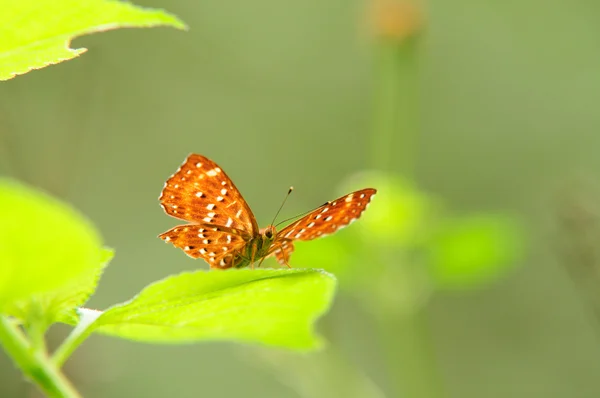 Melanite leda borboleta — Fotografia de Stock