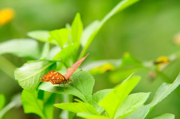 stock image Melanitis leda butterfly