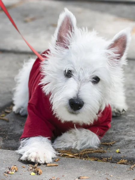 Маленький білий собака в червоному светрі Стокова Картинка