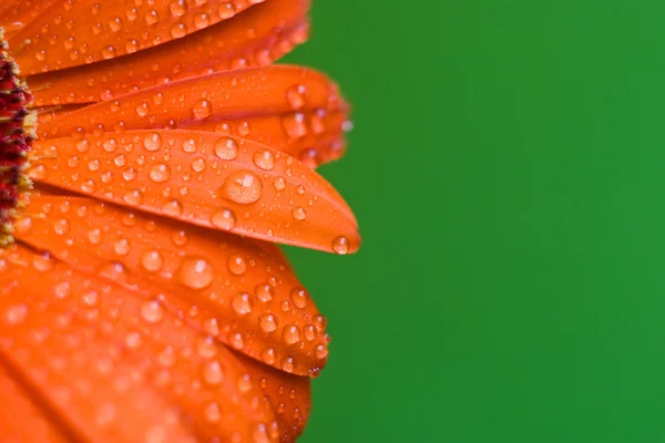 Oranžový květ Stock Fotografie