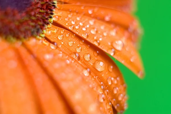 Narancs virág Stock Kép