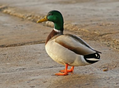 Duck with red paws clipart