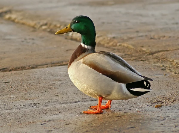 Duck with red paws — Stock Photo, Image