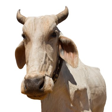 Cow 968 clipart