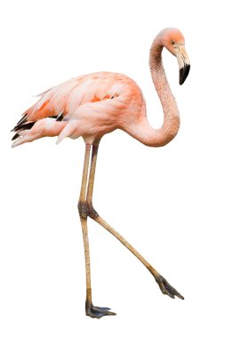 Flamingo clipart