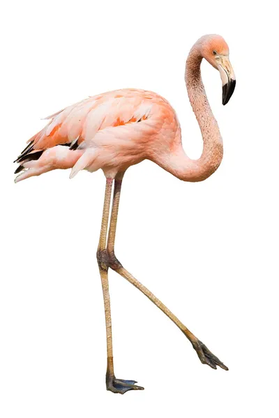 Flamingo Fotos De Stock Sin Royalties Gratis