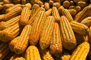 Corncobs