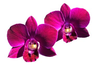 Orchids 0627 clipart