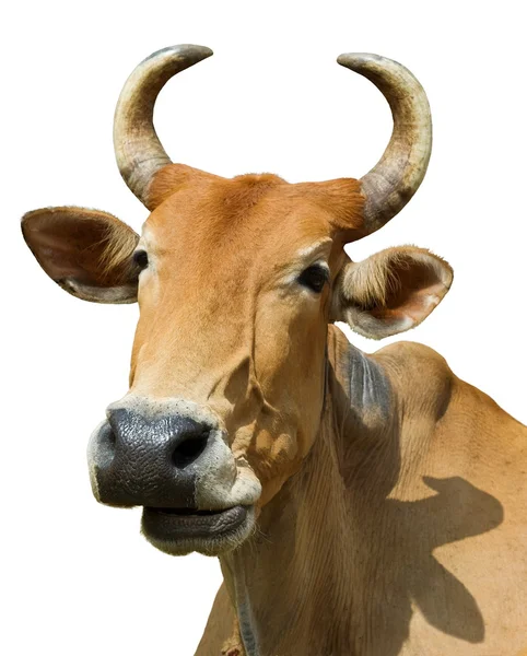 Vaca 1545 —  Fotos de Stock