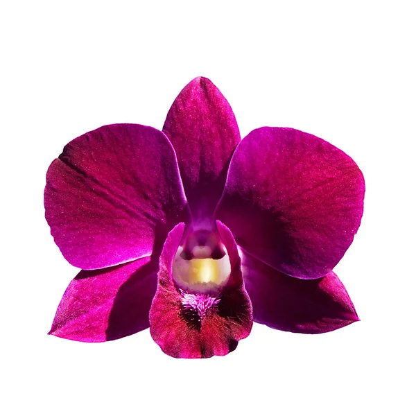 Stock image Orchid flower 628