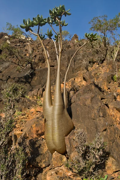 Socotra 295 — Stock Photo, Image