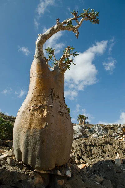 stock image Socotra 350