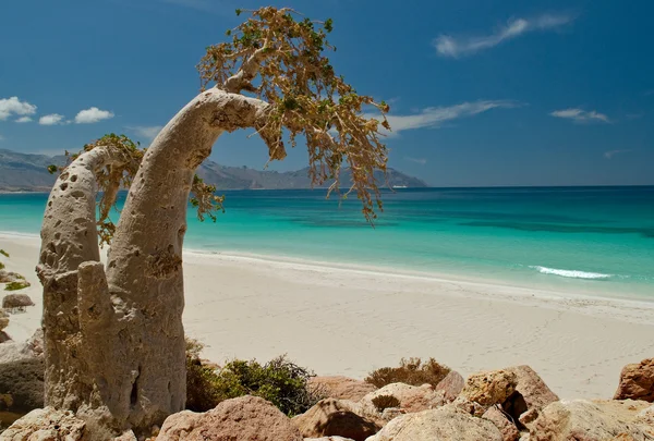 Socotra 288 Stock Picture