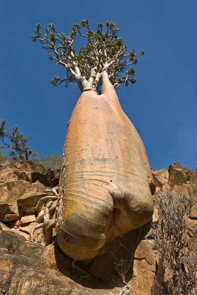 Socotra 301 로열티 프리 스톡 이미지