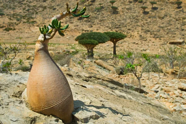 Socotra 403 Stock Image