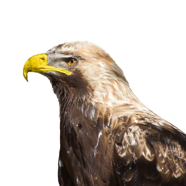 stock image Eagle 2796